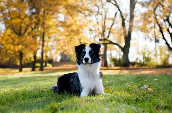 边牧属于什么类型的犬 为啥不建议养