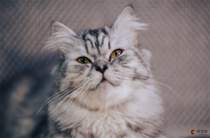 什么猫温顺不拆家 安静又可爱的猫排名