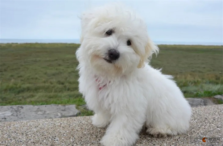 棉花面纱犬哪里有卖 怎么鉴别