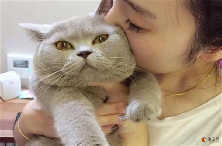 猫咪看得懂人在哭吗 会怎么样 猫咪看得懂人在哭吗 会怎么样
