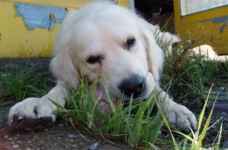 狗狗吃草是什么原因 要不要阻止
