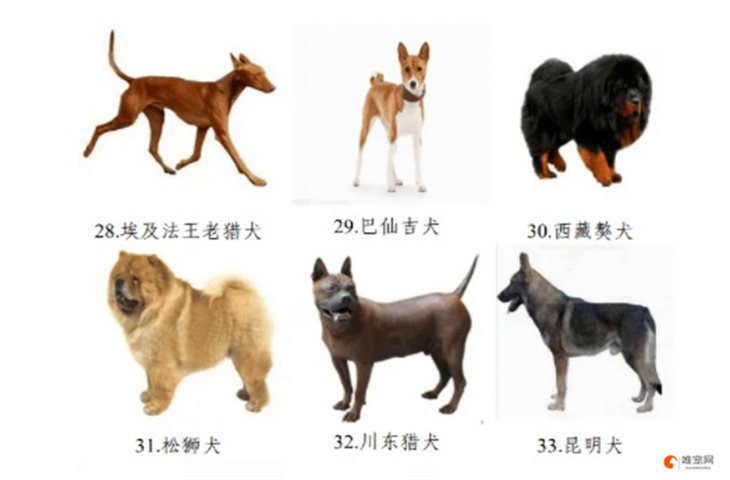 2024年广西禁养犬名单 德牧可以养吗