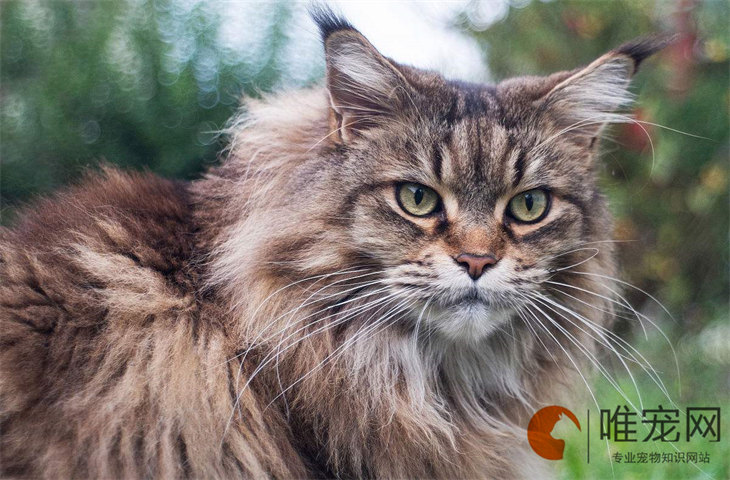 涅瓦色西伯利亚森林猫常见吗 有哪些特征