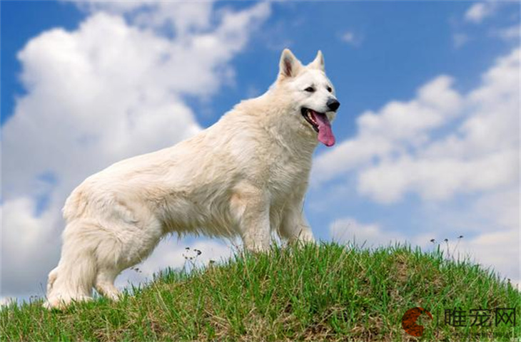 12种超稀有的狗狗品种 冷门犬种有哪些 12种超稀有的狗狗品种 冷门犬种有哪些