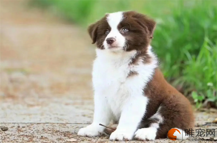 长得很像边牧的小型犬是什么品种