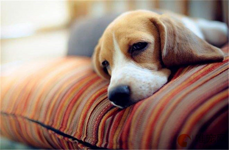 狗胰腺炎睡觉时的状态 有哪些症状 