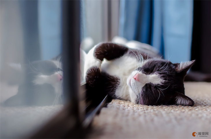 猫为什么不喜欢空调房 是怕冷吗