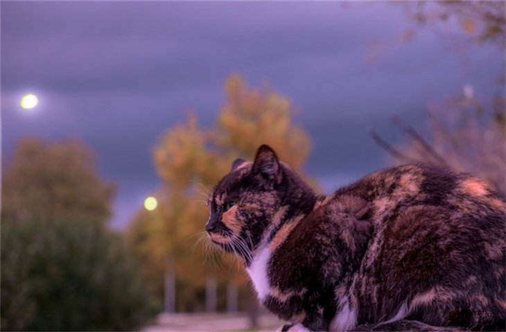 猫咪名字吉利好运财旺寓意好的有哪些 猫咪名字吉利好运财旺寓意好的有哪些