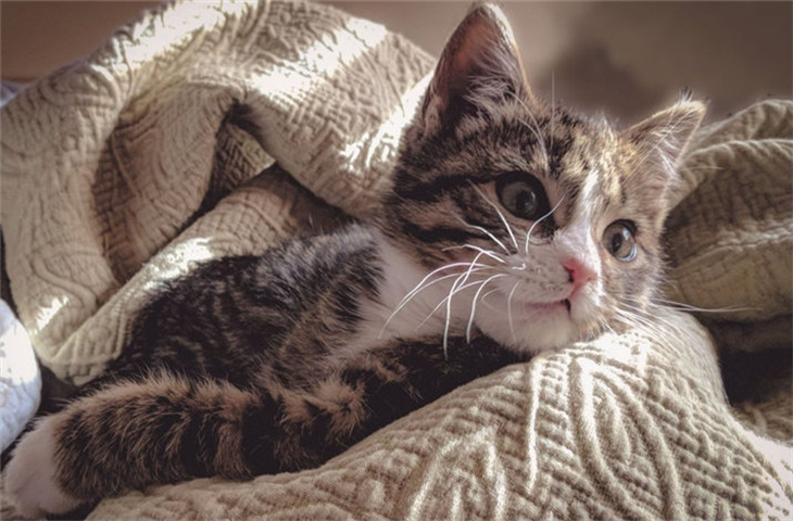 猫咪掉了一根胡子什么寓意 正常吗
