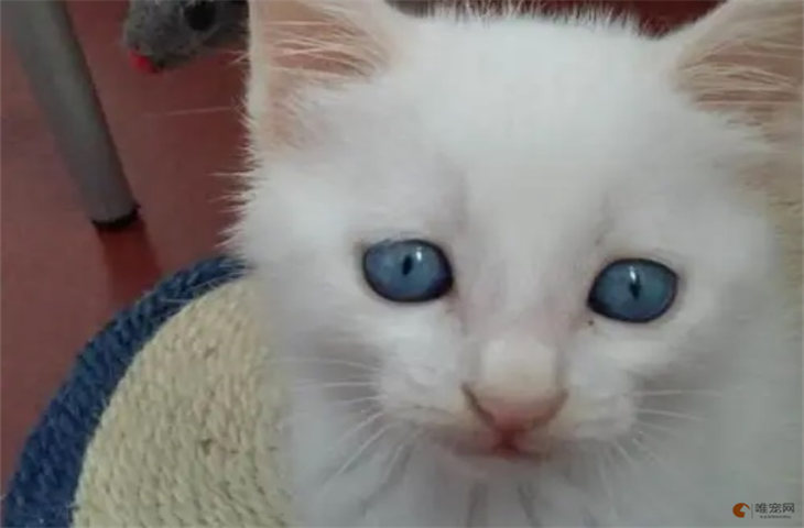 怎么区分猫蓝眼和蓝膜 有什么区别