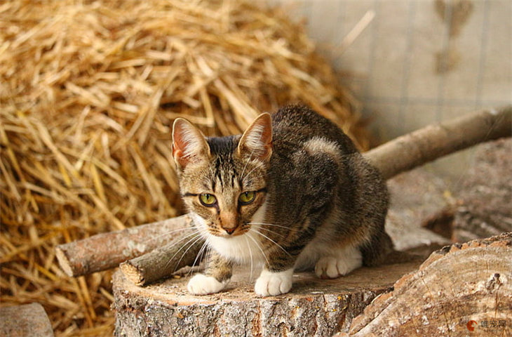 没有笼子怎么抓流浪猫 捉猫的有效办法