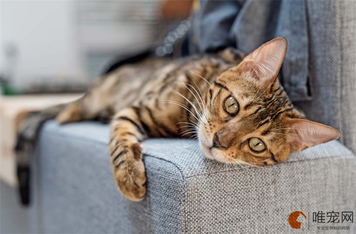顺口洋气的猫咪名字大全 不易撞名的有哪些 顺口洋气的猫咪名字大全 不易撞名的有哪些