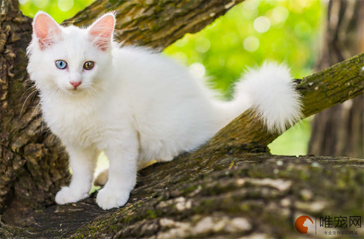 猫叫什么名字最招财聚财