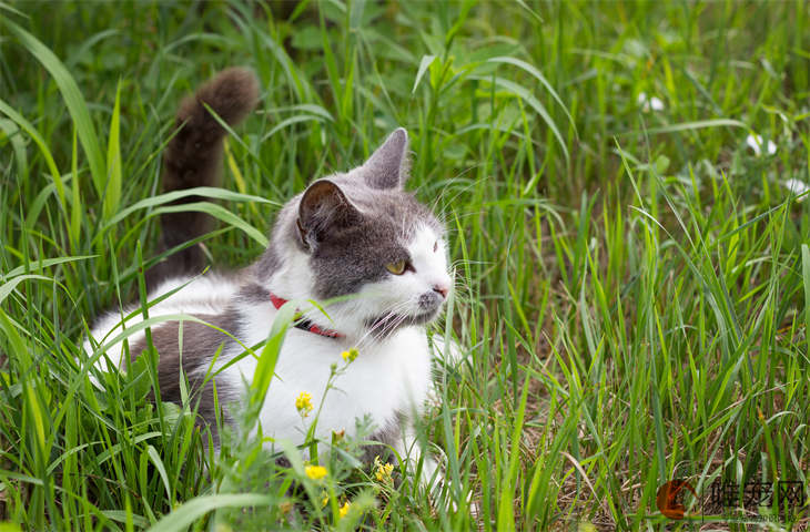 猫咪好听又聚财的名字有哪些 怎么取旺主人 猫咪好听又聚财的名字有哪些 怎么取旺主人