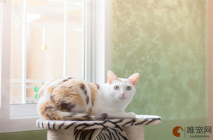 猫名字吉利好运财旺的有哪些 怎么取 猫名字吉利好运财旺的有哪些 怎么取