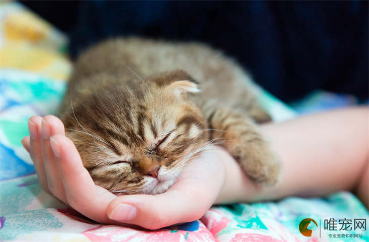 洋气又招财的猫咪名字大全 有什么寓意 洋气又招财的猫咪名字大全 有什么寓意