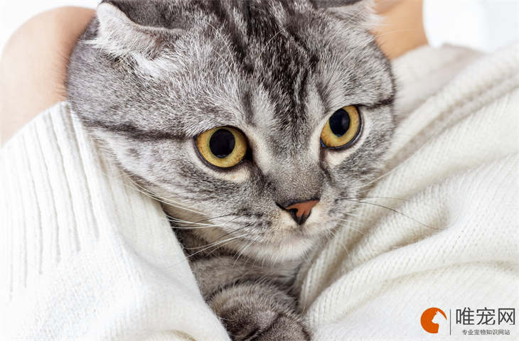 寓意最好的猫咪名字大全 寓意最好的猫咪名字大全