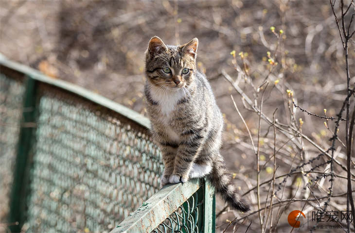 养一只猫一年大概要花多少钱 月薪3000可以养猫吗