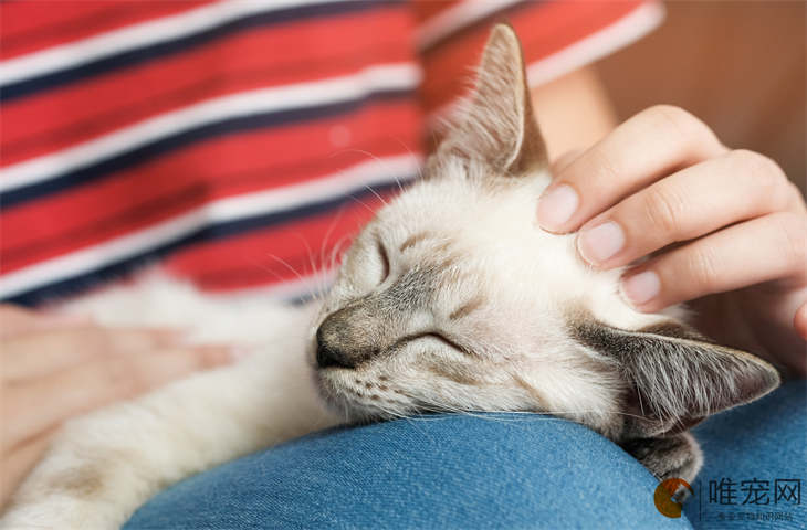 去除猫咪耳螨的土办法 如何彻底清除