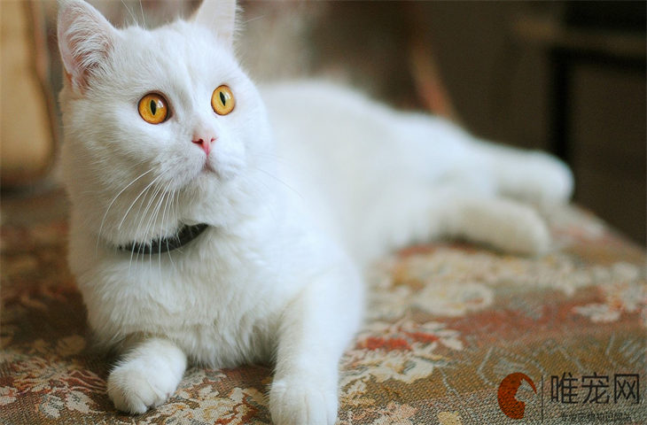流浪猫几个月大可以独立生存 可以家养吗 流浪猫几个月大可以独立生存 可以家养吗