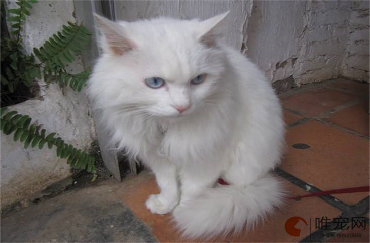 猫咪不锈钢和陶瓷碗哪个更好 怎么挑选 猫咪不锈钢和陶瓷碗哪个更好 怎么挑选