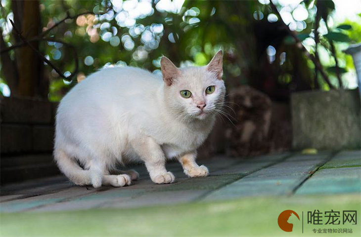 猫腹水的猫最后会很痛苦吗 有哪些症状