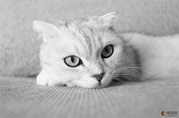 猫不想养了送宠物店要钱吗 去哪里可以出售 猫不想养了送宠物店要钱吗 去哪里可以出售