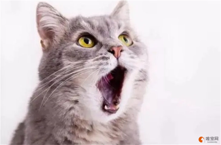 猫咪吃喝正常但就是口臭什么原因 怎么解决 猫咪吃喝正常但就是口臭什么原因 怎么解决