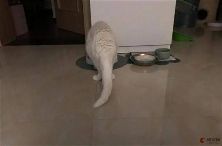 猫后腿外八字但是能跑能跳正常吗 怎么纠正 猫后腿外八字但是能跑能跳正常吗 怎么纠正