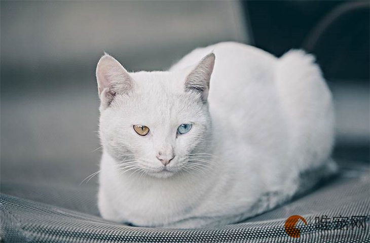 小猫霸气的招财名字大全 叫什么名财运好 小猫霸气的招财名字大全 叫什么名财运好