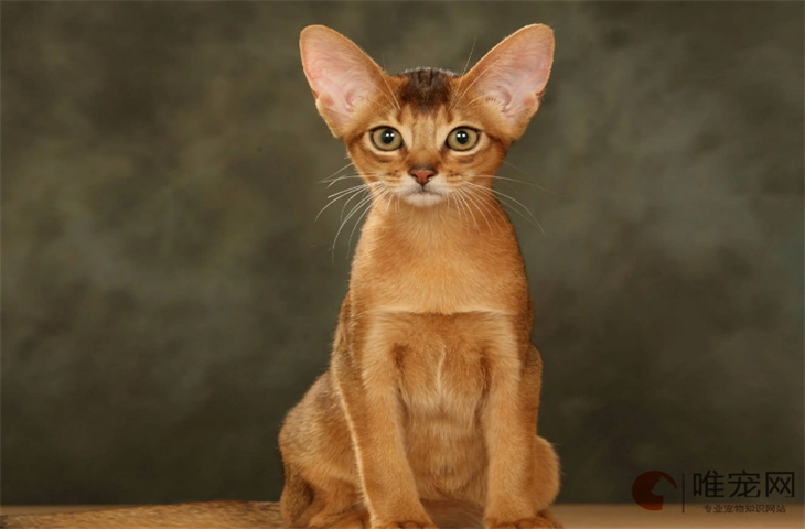 阿比西尼亚猫多少钱一只幼崽 哪个色最贵