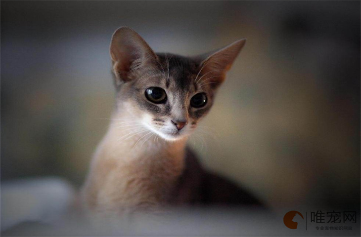 阿比西尼亚猫适合新手养吗 如何饲养