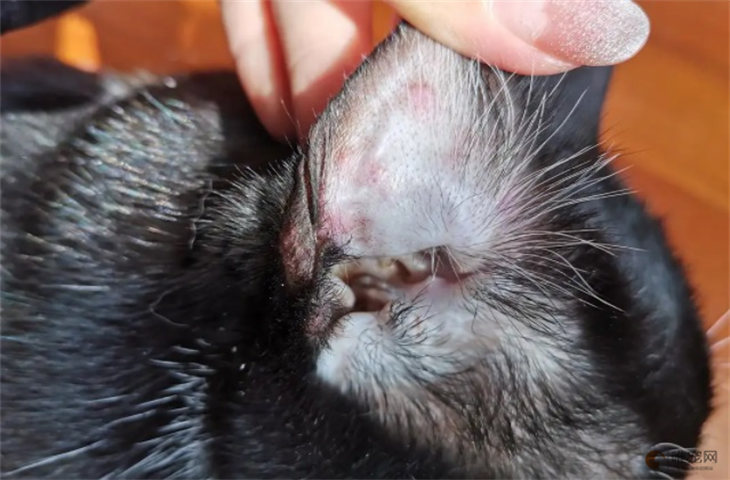 德文猫常见的皮肤病是什么 猫癣如何治疗