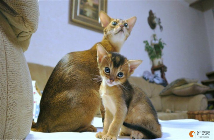 阿比西尼亚猫能活多少年 适合新手养吗