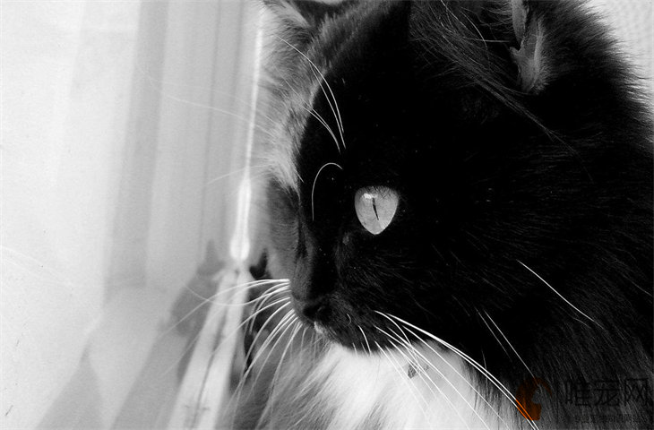 中华田园猫的眼睛是什么颜色 最常见的是什么颜色