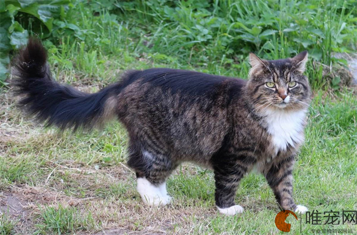 挪威森林猫和布偶猫的区别 哪种好养 挪威森林猫和布偶猫的区别 哪种好养
