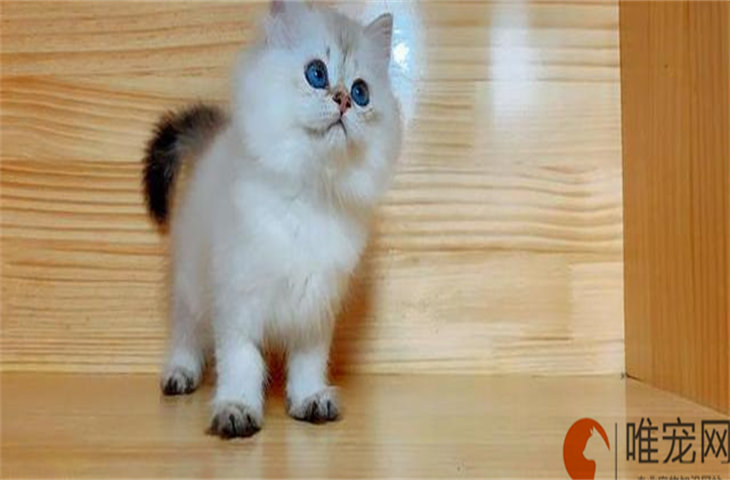 银点猫的尾巴都是黑色的吗 怎么看品相