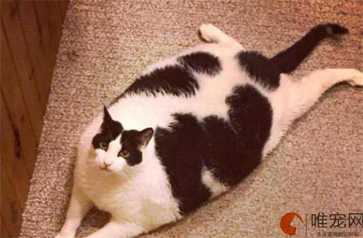 奶牛猫体型一般多大算好 好养吗 奶牛猫体型一般多大算好 好养吗