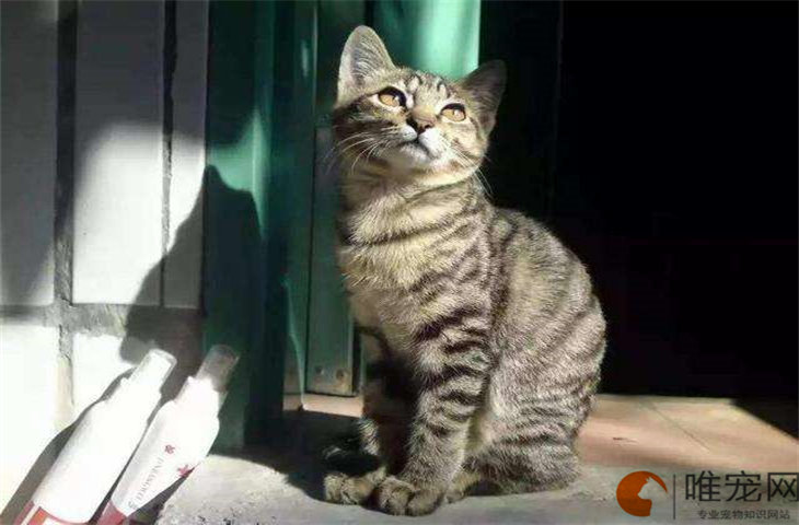 刚出生小猫一天喝多少毫升奶 怎么喂 刚出生小猫一天喝多少毫升奶 怎么喂