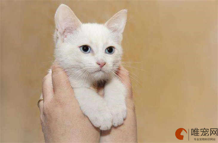 纯白蓝眼耳聋猫可以生小猫吗 为什么会影响听力