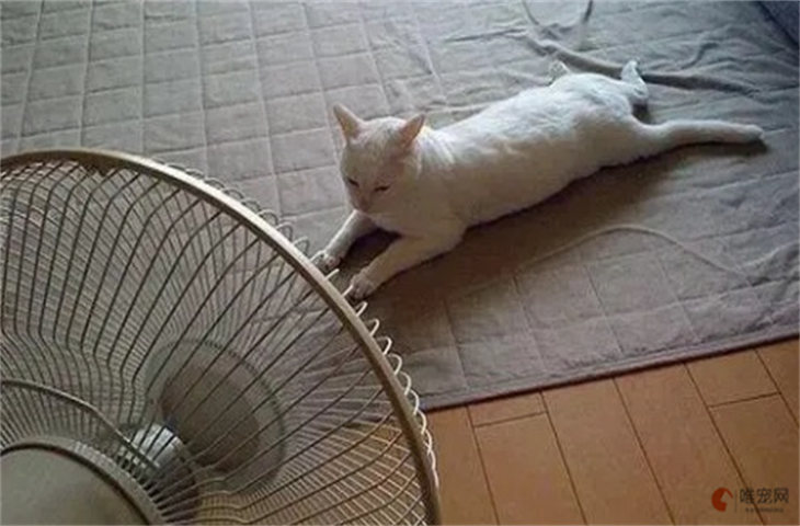 夏天太热给猫吹电风扇可以吗 会感觉凉快吗