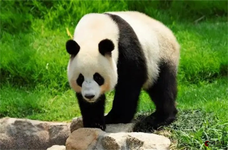 大熊猫为什么被视为国宝 世界上一共有多少只