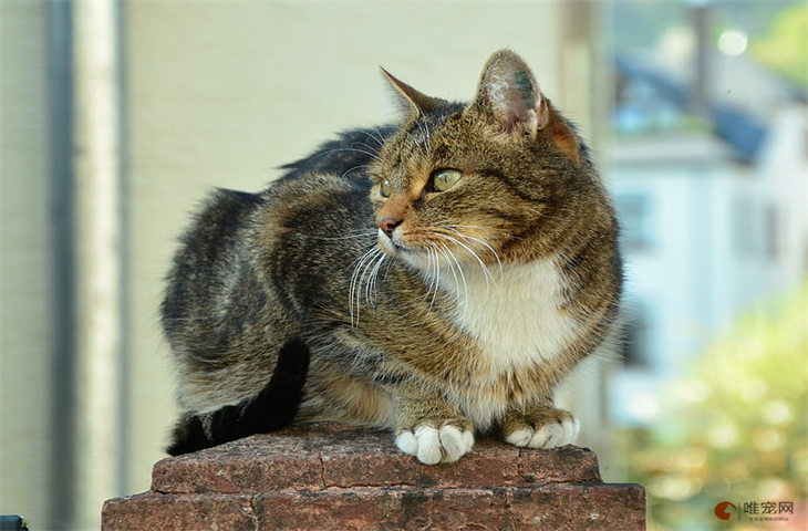 八个月的猫相当于几岁智商