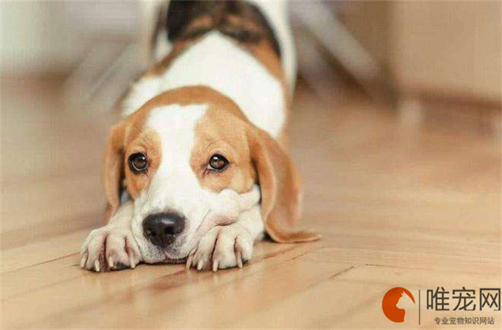 狗焦躁不安喘气刨地什么原因 如何缓解