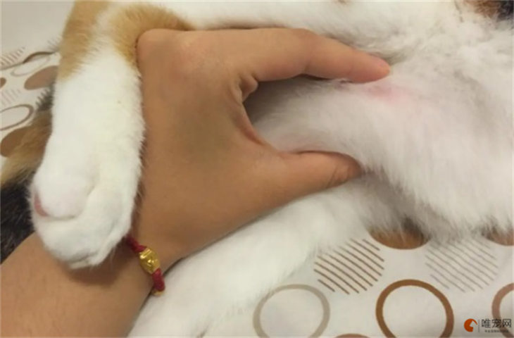 猫肚子上的白毛变黄了是什么原因 怎么洗白