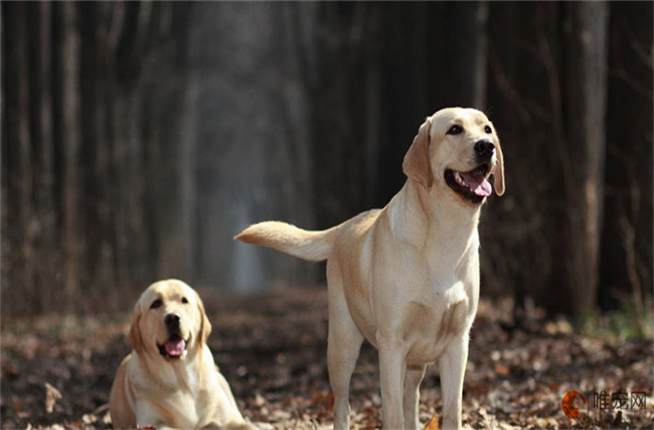 吃犬心保把狗狗吃死了什么原因 必须空腹吃吗