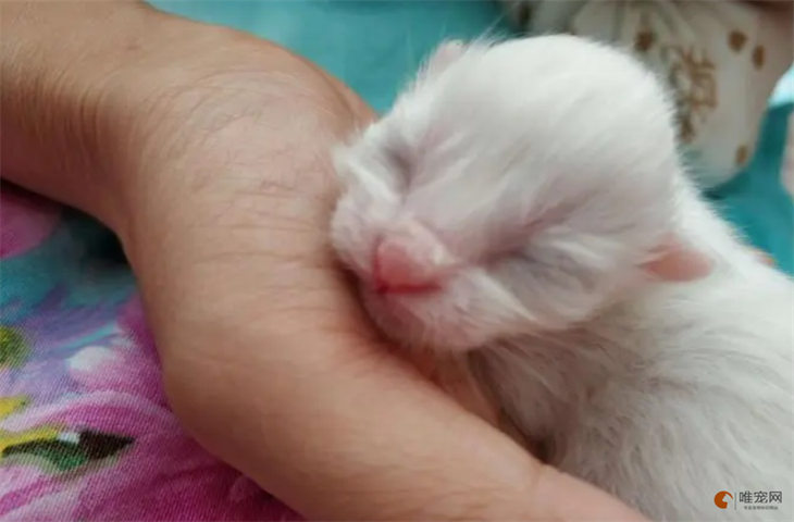 刚出生的小猫有毛吗 多久睁眼