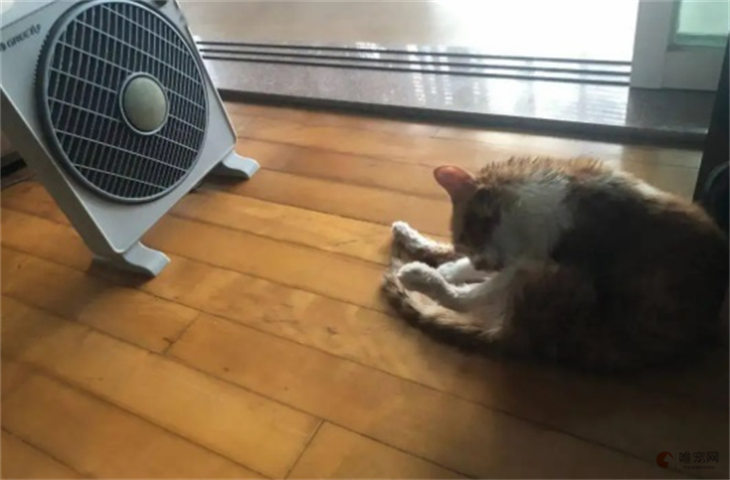 夏天猫咪可以吹电风扇吗 会凉快吗