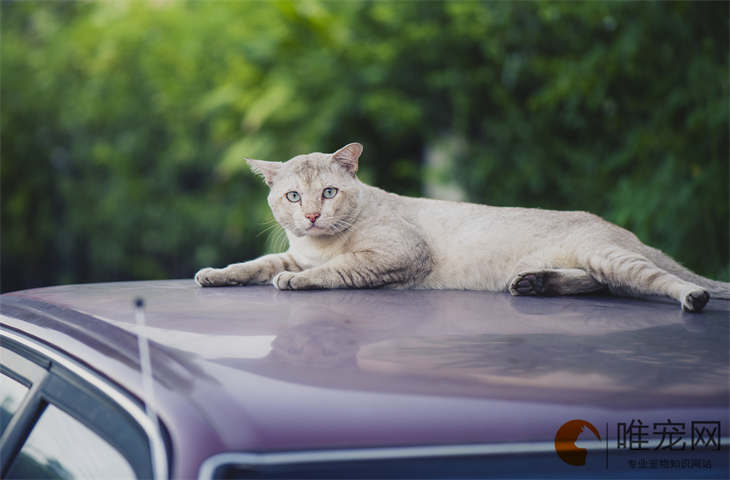 猫咪托运检疫费多少钱