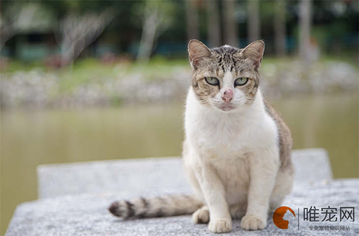 猫咪死后该不该再养一只